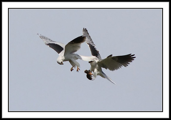 Kite Food Exchange: 6 of 11