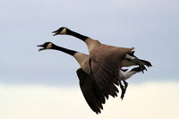 Canada Geese on approach