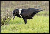 White-naped Raven hybrid