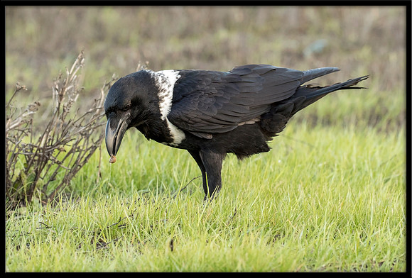 White-naped Raven hybrid