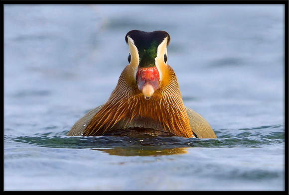 Mandarin Duck