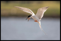 Forsters Tern