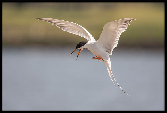 Forsters Tern