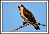 Osprey