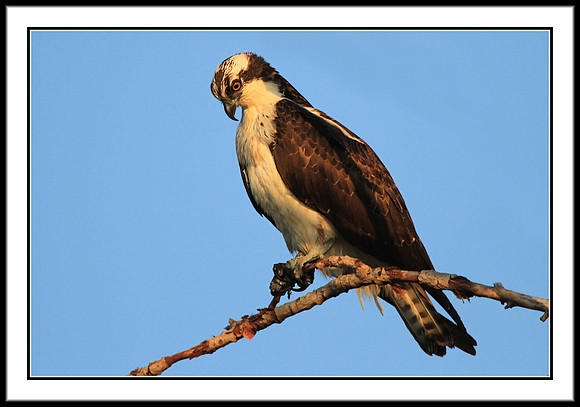 Osprey