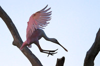 Roseate Spoonbill