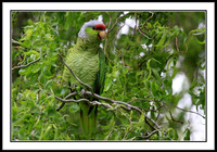 Lilac-crowned Amazon Parrot (wild in San Jose, CA)