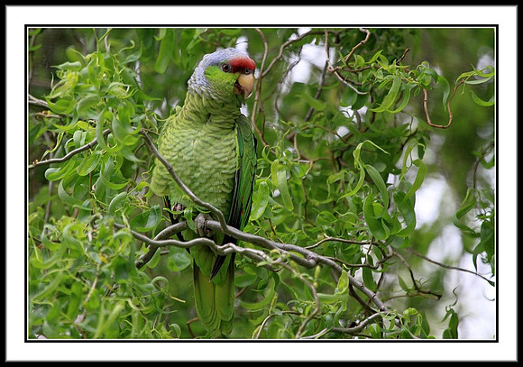 Lilac-crowned Amazon Parrot (wild in San Jose, CA)