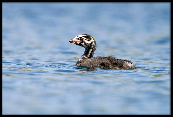 Pied-billed Grebe chick