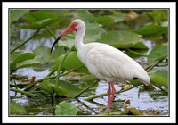 White Ibis