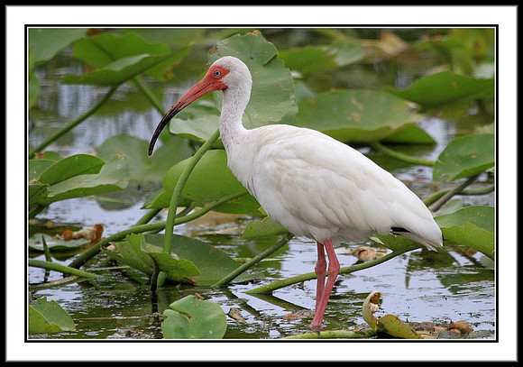 White Ibis