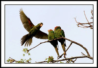 Wild Parrots in Temple City, CA