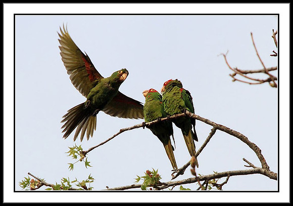 Wild Parrots in Temple City, CA