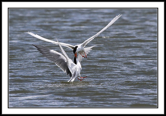 Kissing Terns