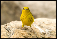 Yellow Warbler