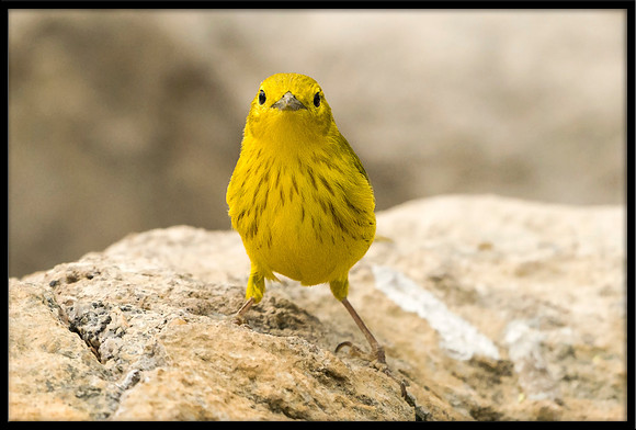 Yellow Warbler
