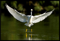 Snowy Egret