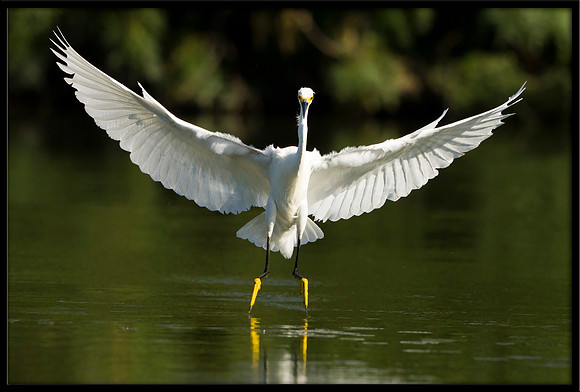 Snowy Egret
