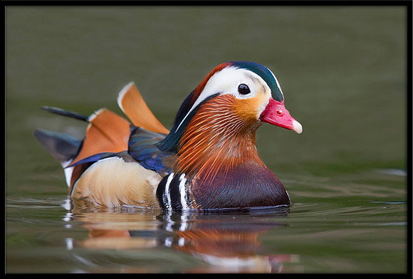 Mandarin Duck