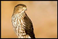 Cooper's Hawk