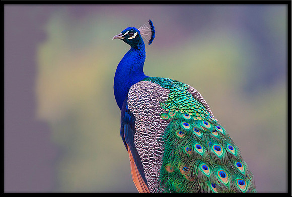 Peacock