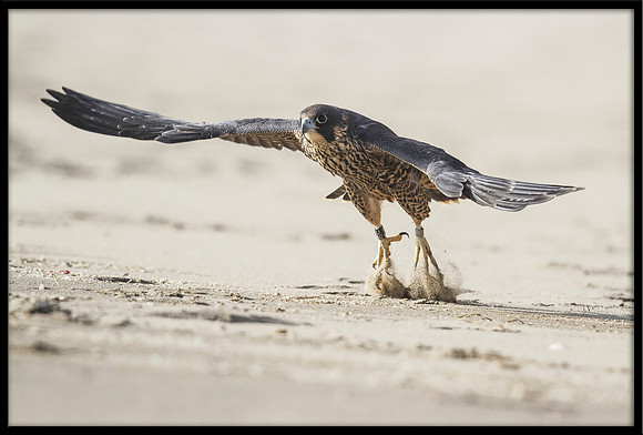 Peregrine Falcon chick