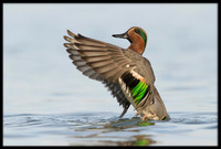 Teals