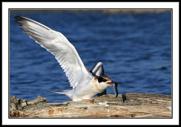 Tern (juvenile) with sushi dinner
