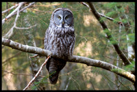 Great Grey Owl
