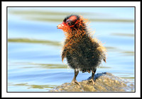 Coot chick