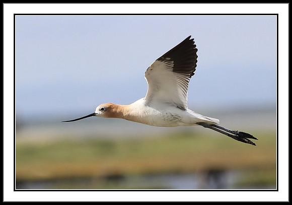 Avocet