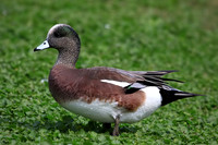 American Wigeon