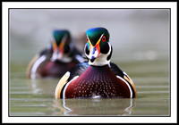 Wood Duck