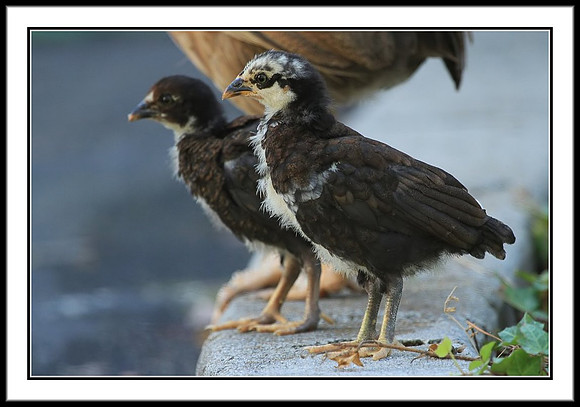 Chicks