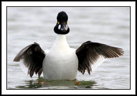 Goldeneye