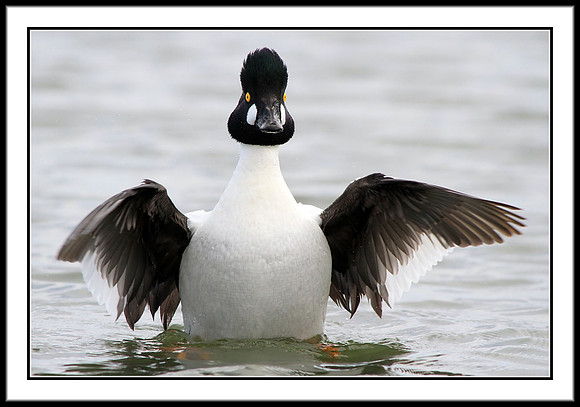 Goldeneye
