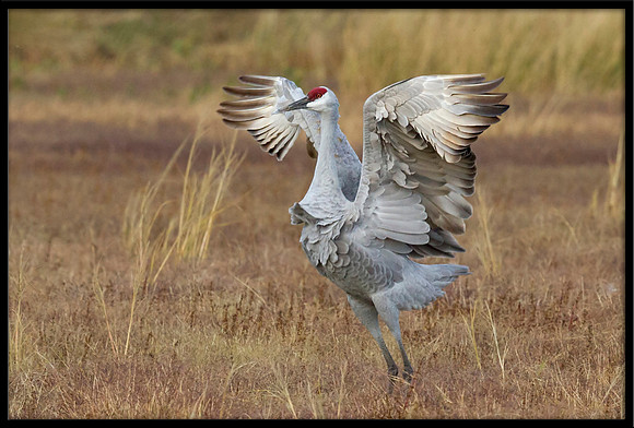 Sandhill Crane
