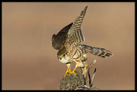 Merlin