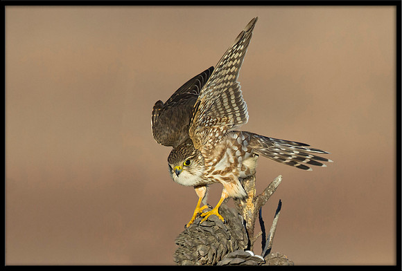 Merlin