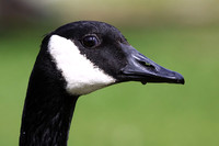 Canada Goose portrait