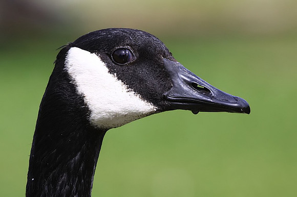 Canada Goose portrait