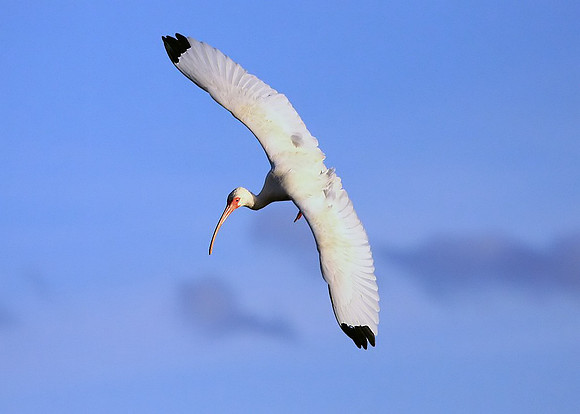 White Ibis approaching to land