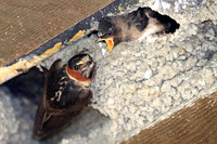 Cliff Swallow