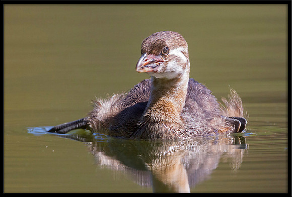 Pied-billed Grebe chick