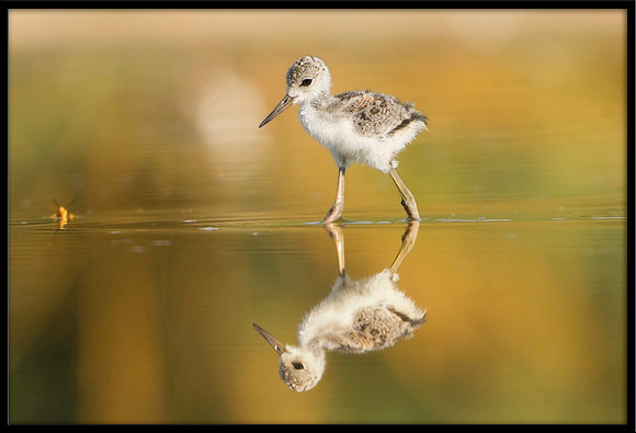 Black-necked Stilt chick