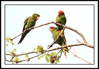 Wild Parrots in Temple City, CA