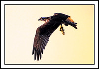 Osprey