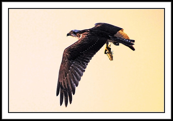 Osprey