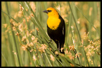 Yellow-headed Blackbird