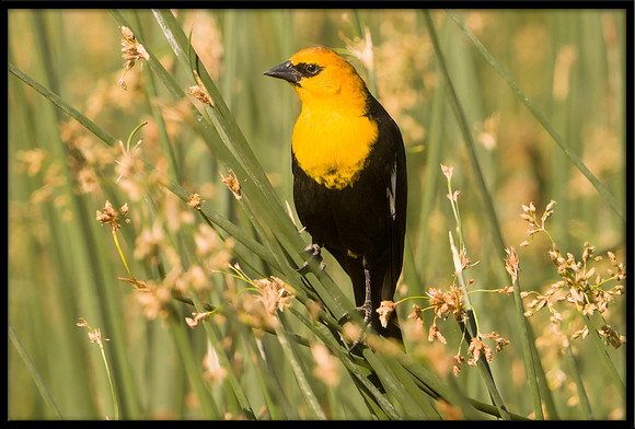 Yellow-headed Blackbird
